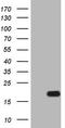 Interleukin 15 antibody, LS-C798437, Lifespan Biosciences, Western Blot image 