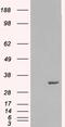 Syntaxin 6 antibody, 46-449, ProSci, Enzyme Linked Immunosorbent Assay image 