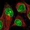 Trichohyalin Like 1 antibody, NBP1-80806, Novus Biologicals, Immunofluorescence image 