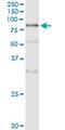 DNA Polymerase Alpha 2, Accessory Subunit antibody, MA5-21532, Invitrogen Antibodies, Immunoprecipitation image 