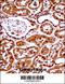 SET Nuclear Proto-Oncogene antibody, 57-833, ProSci, Immunohistochemistry frozen image 