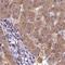 Glutaminyl-TRNA Synthetase antibody, PA5-57903, Invitrogen Antibodies, Immunohistochemistry frozen image 