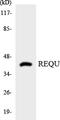 Double PHD Fingers 2 antibody, LS-B14692, Lifespan Biosciences, Western Blot image 