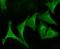 p90 antibody, SPC-108B-FITC, StressMarq, Immunofluorescence image 