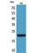 CKLF Like MARVEL Transmembrane Domain Containing 6 antibody, LS-C387066, Lifespan Biosciences, Western Blot image 