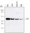 Apurinic/Apyrimidinic Endodeoxyribonuclease 1 antibody, MAB1044, R&D Systems, Western Blot image 