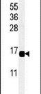 C-X-C Motif Chemokine Ligand 9 antibody, PA5-25045, Invitrogen Antibodies, Western Blot image 