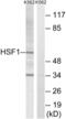 Heat Shock Transcription Factor 1 antibody, abx012898, Abbexa, Western Blot image 