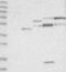 Zinc finger protein 64 antibody, NBP1-85171, Novus Biologicals, Western Blot image 