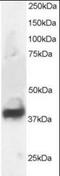 Septin 3 antibody, orb93978, Biorbyt, Western Blot image 