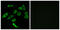 Taste 2 Receptor Member 3 antibody, GTX87826, GeneTex, Immunofluorescence image 