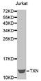Thioredoxin antibody, LS-C330997, Lifespan Biosciences, Western Blot image 