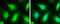 Caspase 8 antibody, GTX110723, GeneTex, Immunofluorescence image 