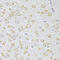 Neurotensin antibody, 14-365, ProSci, Immunohistochemistry paraffin image 