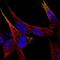 Secretogranin III antibody, NBP2-49096, Novus Biologicals, Immunofluorescence image 