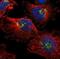 Ajuba LIM Protein antibody, NBP1-89570, Novus Biologicals, Immunocytochemistry image 