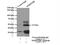 Serpin Family B Member 2 antibody, 16035-1-AP, Proteintech Group, Immunoprecipitation image 