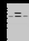 NADH dehydrogenase [ubiquinone] iron-sulfur protein 2, mitochondrial antibody, 203290-T44, Sino Biological, Western Blot image 