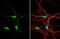 Dystrobrevin Binding Protein 1 antibody, NBP2-16245, Novus Biologicals, Immunocytochemistry image 