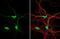 Dysbindin-1 antibody, NBP2-16245, Novus Biologicals, Immunocytochemistry image 