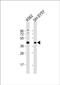 Glutathione-dependent formaldehyde dehydrogenase antibody, PA5-72531, Invitrogen Antibodies, Western Blot image 