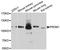 Prominin 1 antibody, A12711, ABclonal Technology, Western Blot image 