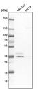Mitochondrial Trans-2-Enoyl-CoA Reductase antibody, PA5-55967, Invitrogen Antibodies, Western Blot image 