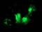 Cyclin Dependent Kinase 2 antibody, TA502893, Origene, Immunofluorescence image 