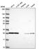 Coagulation Factor III, Tissue Factor antibody, NBP2-55950, Novus Biologicals, Western Blot image 
