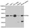 Kynureninase antibody, orb247543, Biorbyt, Western Blot image 