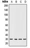 Homeobox C12 antibody, orb214053, Biorbyt, Western Blot image 