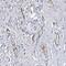 Chromosome 12 Open Reading Frame 65 antibody, PA5-58288, Invitrogen Antibodies, Immunohistochemistry frozen image 