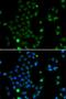 Glial Cells Missing Transcription Factor 1 antibody, LS-C346325, Lifespan Biosciences, Immunofluorescence image 