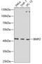 Bone Morphogenetic Protein 2 antibody, 13-091, ProSci, Western Blot image 