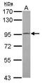 Progesterone-induced-blocking factor 1 antibody, GTX115424, GeneTex, Western Blot image 