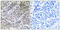 Brain protein 44 antibody, abx014275, Abbexa, Immunohistochemistry paraffin image 