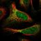 Ring Finger Protein 17 antibody, NBP1-83782, Novus Biologicals, Immunofluorescence image 