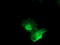 PNMT antibody, LS-C172946, Lifespan Biosciences, Immunofluorescence image 