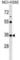 Potassium Channel Tetramerization Domain Containing 17 antibody, abx030690, Abbexa, Western Blot image 