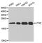 Lipopolysaccharide Induced TNF Factor antibody, A5469, ABclonal Technology, Western Blot image 