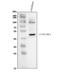 C-X-C Motif Chemokine Receptor 1 antibody, PA2080, Boster Biological Technology, Western Blot image 