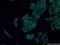 SRY-Box 7 antibody, 23925-1-AP, Proteintech Group, Immunofluorescence image 