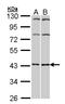 Adenosine A2a Receptor antibody, LS-C185331, Lifespan Biosciences, Western Blot image 
