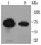 Far Upstream Element Binding Protein 1 antibody, NBP2-67386, Novus Biologicals, Western Blot image 