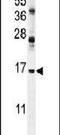 ENSA antibody, PA5-23958, Invitrogen Antibodies, Western Blot image 