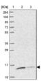 Trafficking Protein Particle Complex 2 Like antibody, PA5-59691, Invitrogen Antibodies, Western Blot image 