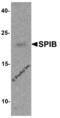 Spi-B Transcription Factor antibody, 8157, ProSci, Western Blot image 