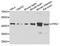 Inositol-tetrakisphosphate 1-kinase antibody, A8312, ABclonal Technology, Western Blot image 