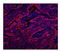 Caveolin 2 antibody, A01574, Boster Biological Technology, Immunofluorescence image 