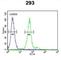 Tryptase Alpha/Beta 1 antibody, abx025064, Abbexa, Western Blot image 